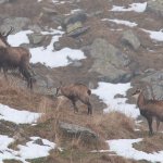 Mamma con cuccioli - Foto F. Borgogno